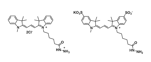 Cyanine hydrazide